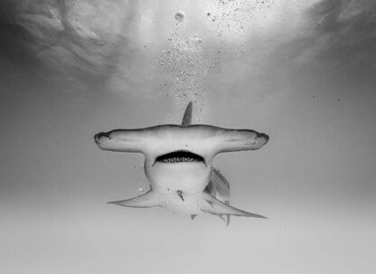 The Hammerhead