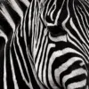 Black lines