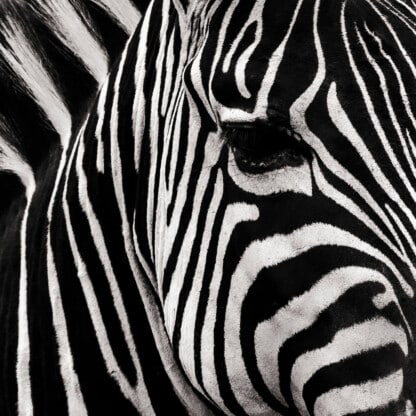 Black lines