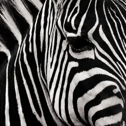 Black lines