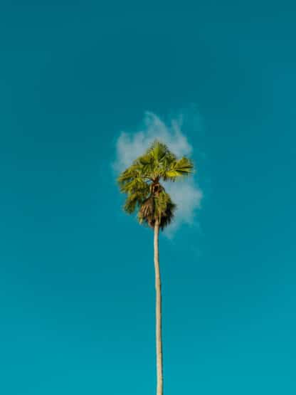 Blue Palm