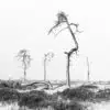 QUATRE ARBRES